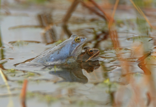 Have you heard about the blue frog? Vorschau