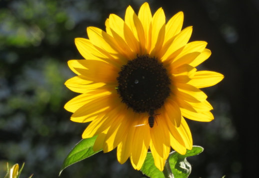 Wonderful sunflowers!