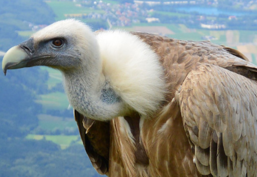 Animal Health Police Vorschau