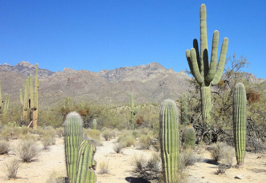 The Saguaro