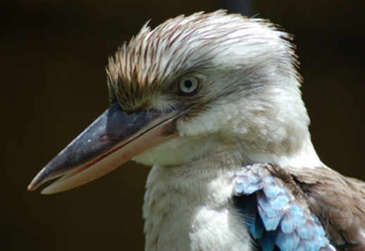 Kookaburras