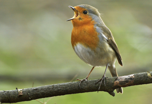 Bird songs Vorschau