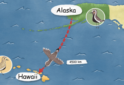 From Alaska to Hawaii Vorschau